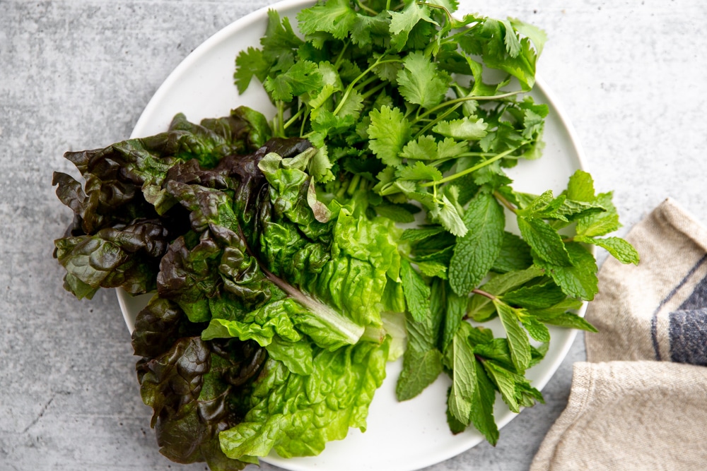 Red lettuce leaves, fresh mint leaves and cilantro sprigs on a plate. 